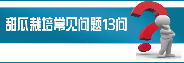 蔬菜種子栽培技術(shù)-<strong><font color='#006428'>甜瓜栽培常見(jiàn)問(wèn)題13問(wèn)？</font></strong>