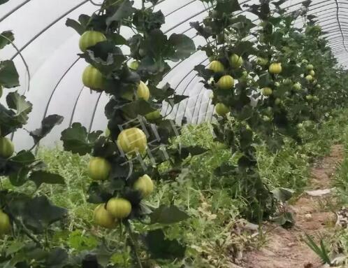 蔬菜種子種植戶客戶點(diǎn)評(píng)-我的乖乖，一株坐果15個(gè)，6元1斤，好賣(mài)得很！