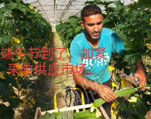 蔬菜種子種植戶客戶點(diǎn)評(píng)-羨慕！每公斤24元，“優(yōu)比1號(hào)”在法國(guó)的表現(xiàn)…