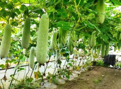 蔬菜種子種植戶客戶點(diǎn)評(píng)-我種的冬瓜，肉緊味甜，按個(gè)賣(mài)！
