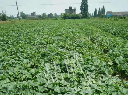 蔬菜種子種植戶客戶點評-今年秋季，什么甜瓜品種表現(xiàn)好？