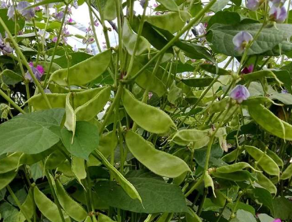 蔬菜種子種植戶客戶點評-一梭梭的，真是結(jié)坨了，“特早春”扁豆市斤批價達到10元