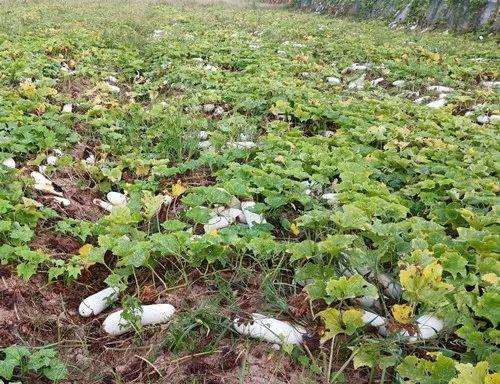 您種植過“堆堆瓜”嗎？看一看，地上全是瓜！一睹芳容