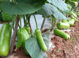 蔬菜種子種植戶客戶點評-浙江菜農(nóng)種植的鼎牌瓠瓜喜獲豐收，又賣上了好價錢!