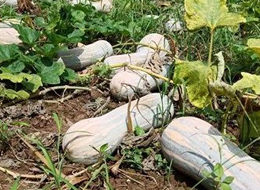 蔬菜種子種植戶客戶點評-一袋種子100粒，輕松賺回3000元...