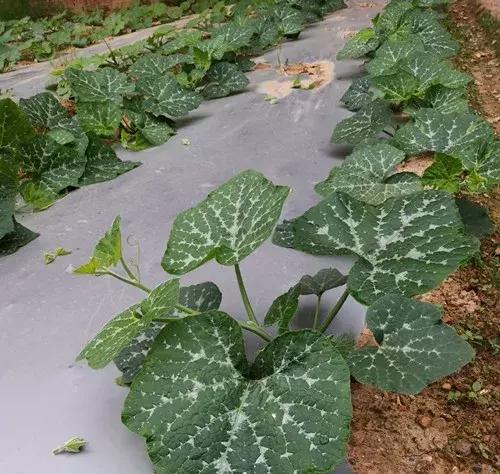 菜農(nóng)種植無需噴農(nóng)藥的蔬菜，不僅栽培簡單、而且效益高