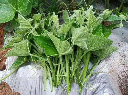 菜農(nóng)種植無需噴農(nóng)藥的蔬菜，不僅栽培簡單、而且效益高