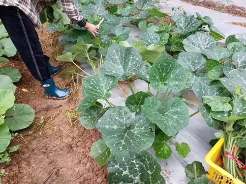菜農(nóng)種植無需噴農(nóng)藥的蔬菜，不僅栽培簡單、而且效益高