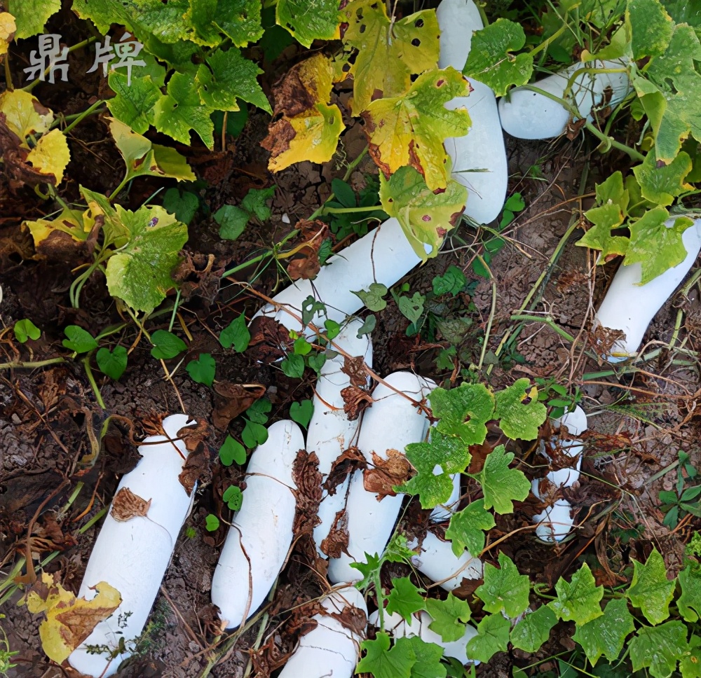 這個冬瓜品種放1年不壞，口感脆甜，多年科研就為打造這1個爆品