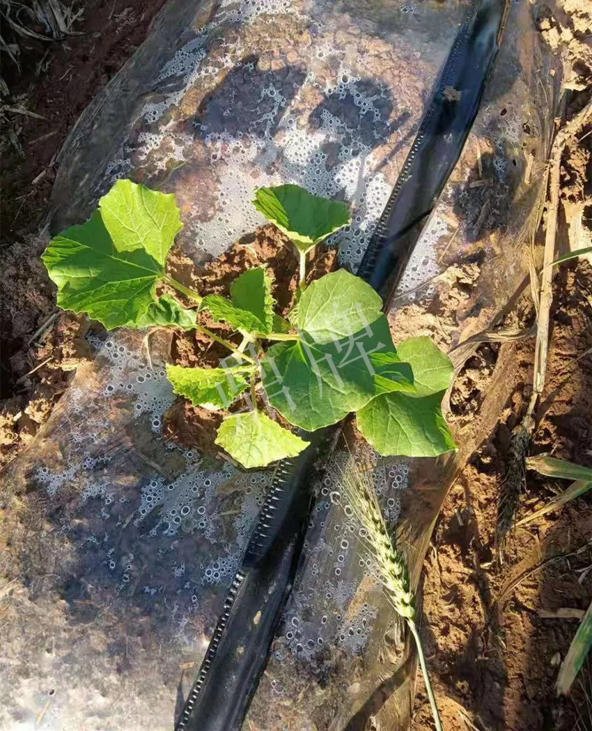 河南焦作的李向林今年種植甜瓜新品種，客戶直接拉貨走人