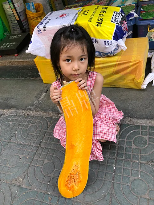 四川農(nóng)戶今年種“健美蜜本”南瓜產(chǎn)量高，品質(zhì)好，感覺巴適得很