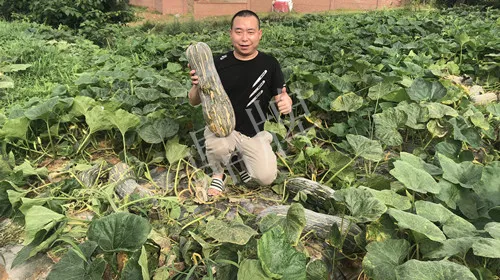 四川農(nóng)戶今年種“健美蜜本”南瓜產(chǎn)量高，品質(zhì)好，感覺巴適得很