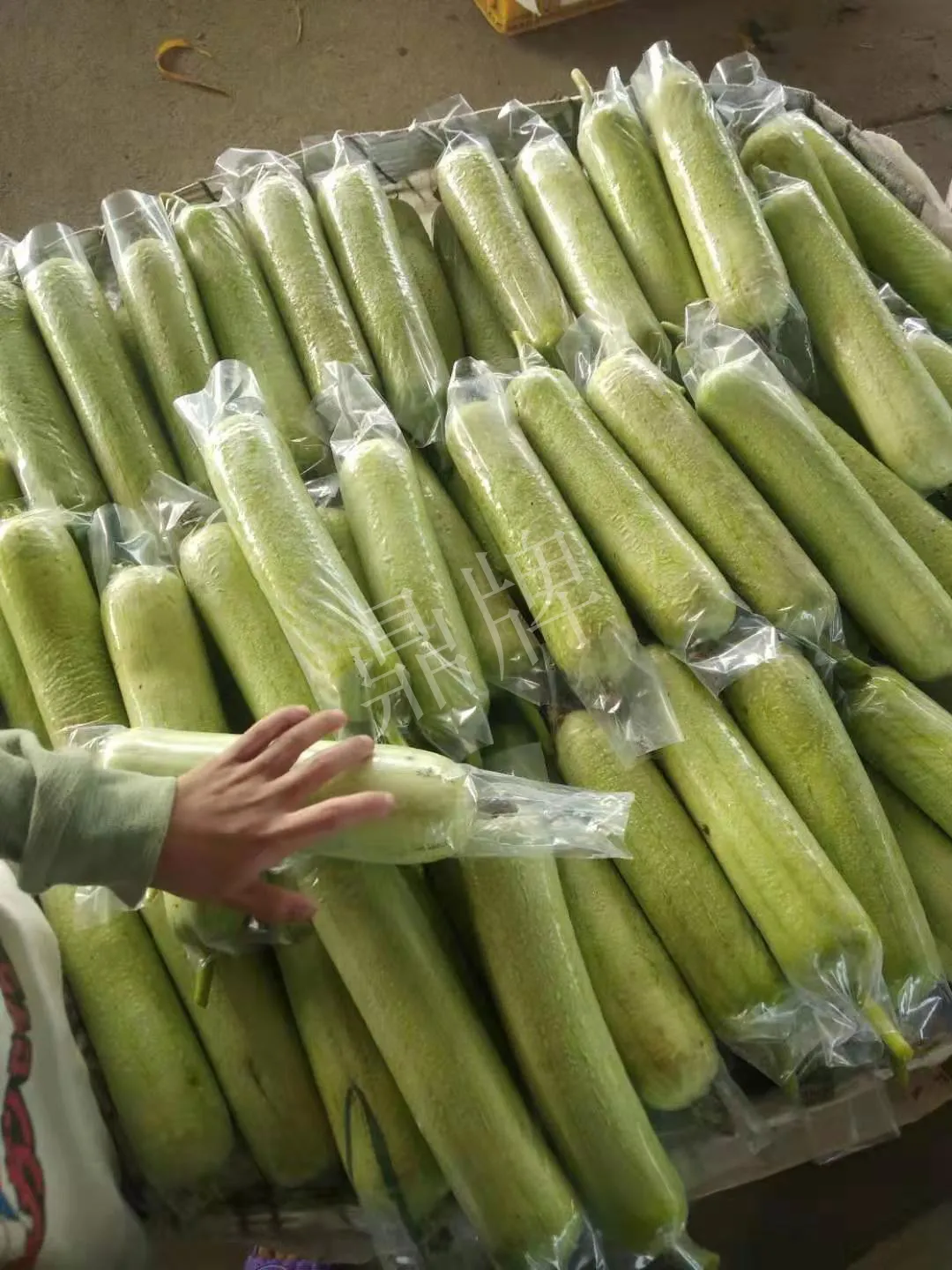這個(gè)絲瓜每畝能掙3萬(wàn)，沒種植的農(nóng)戶后悔得拍大腿