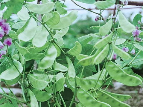 蔬菜種子種植戶客戶點評-鼎牌幫我度難關(guān)，決心助我大豐收！