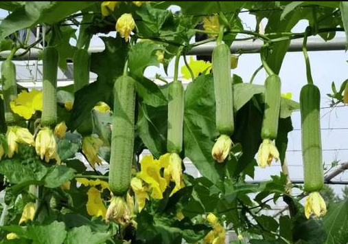 蔬菜種子種植戶客戶點評-每畝收入2萬元！這個絲瓜品種大受歡迎！