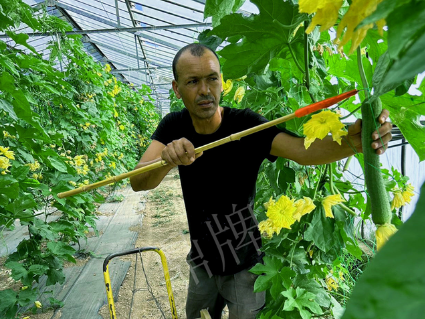 蔬菜種子種植戶客戶點評-這種絲瓜在法國，批發(fā)都是30元/kg