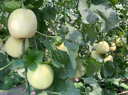 蔬菜種子種植戶客戶點(diǎn)評(píng)-“玉奶香2號(hào)”甜瓜，真的有那么好嗎？