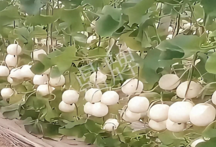 蔬菜種子種植戶客戶點(diǎn)評(píng)-現(xiàn)在的瓜菜價(jià)格不好，但我種植的優(yōu)質(zhì)甜瓜還是有好的收入！