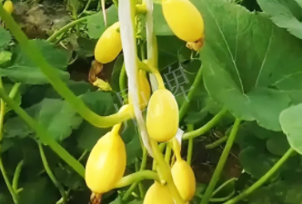 蔬菜種子種植戶客戶點(diǎn)評(píng)-一個(gè)特色品種種植戶的反饋，帶給大家的思考