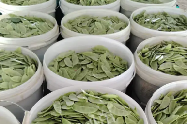 蔬菜種子種植戶客戶點(diǎn)評(píng)-時(shí)隔20年，我再種這個(gè)品種，大家來看看，怎么樣？